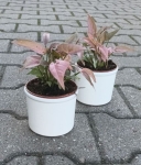 Syngonium 1510