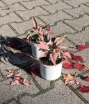 Syngonium 1510
