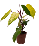 Philodendron Painted Lady - L
