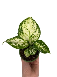 Aglaonema Snow White - S