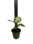 Aglaonema Snow White - S