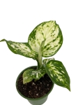 Aglaonema Snow White - S