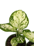 Aglaonema Snow White - S