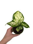 Aglaonema Snow White - S