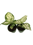 Aglaonema Snow White - S