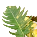 Philodendron Caramel Marble