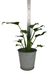 Thaumatophyllum (Philodendron) xanadu - M