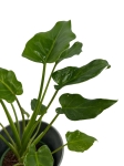 Thaumatophyllum (Philodendron) xanadu - M