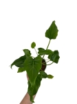 Thaumatophyllum (Philodendron) xanadu - M