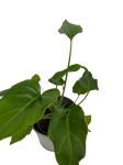 Thaumatophyllum (Philodendron) xanadu - M