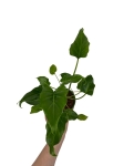 Thaumatophyllum (Philodendron) xanadu - M