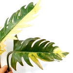 Philodendron Caramel Marble