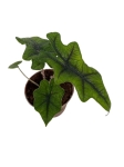 Alocasia Jacklyn - S