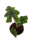 Alocasia Jacklyn - S