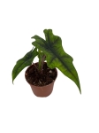 Alocasia Jacklyn - S