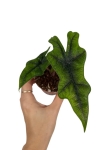 Alocasia Jacklyn - S