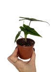 Alocasia Jacklyn - S