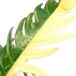 Philodendron Caramel Marble
