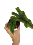 Alocasia Jacklyn - S