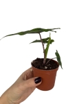 Alocasia Jacklyn - S