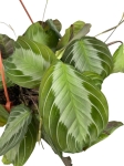 Maranta Silver Band - L