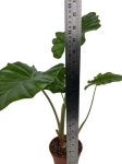 Alocasia Portora - L