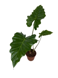 Alocasia Portora - L