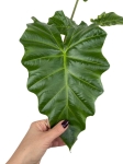Alocasia Portora - L