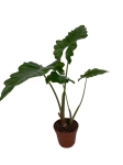 Alocasia Portora - L