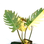 Philodendron Caramel Marble