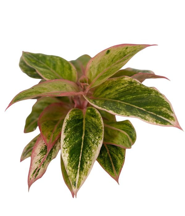 Aglaonema Salmon Fantasy L