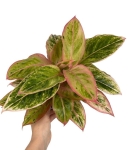 Aglaonema Salmon Fantasy L