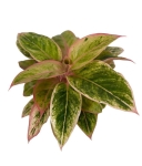 Aglaonema Salmon Fantasy L