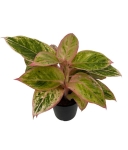 Aglaonema Salmon Fantasy L