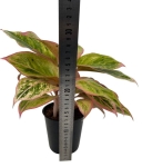 Aglaonema Salmon Fantasy L