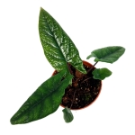 Alocasia scalprum - zdjęcie poglądowe gatunku