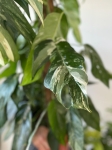 Epipremnum pinnatum variegata XL - na paliku