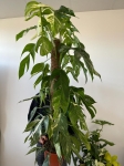 Epipremnum pinnatum variegata XL - na paliku