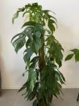 Epipremnum pinnatum variegata XL - na paliku