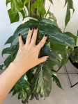 Epipremnum pinnatum variegata XL - na paliku
