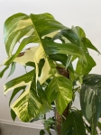 Epipremnum pinnatum variegata XL - na paliku