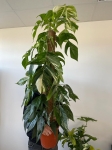 Epipremnum pinnatum variegata XL - na paliku