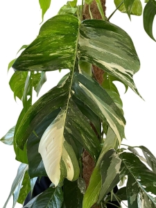 Epipremnum pinnatum variegata XL - na paliku