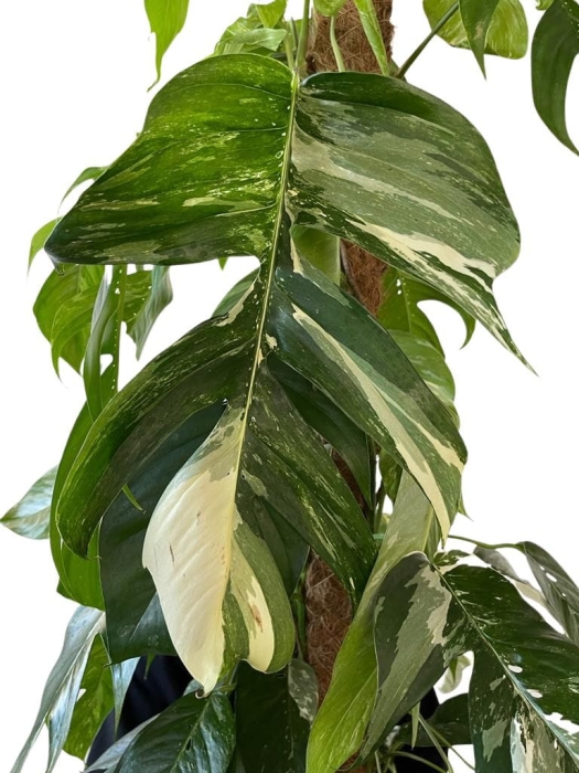 Epipremnum pinnatum variegata XL - na paliku