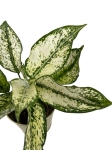 Aglaonema 'Super Snow' - M