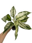 Aglaonema 'Super Snow' - M