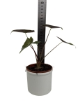 Alocasia longiloba Dragon's Tooth - M