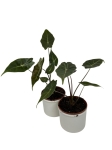 Alocasia longiloba Dragon's Tooth - M