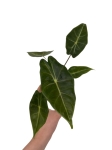 Alocasia longiloba Dragon's Tooth - M