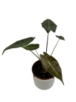 Alocasia longiloba Dragon's Tooth - M